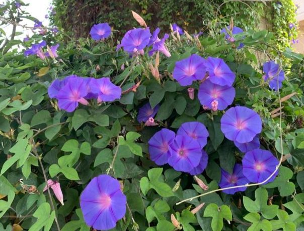 牽牛花種子發芽