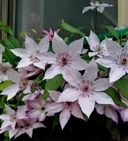 鐵線蓮土壤配方