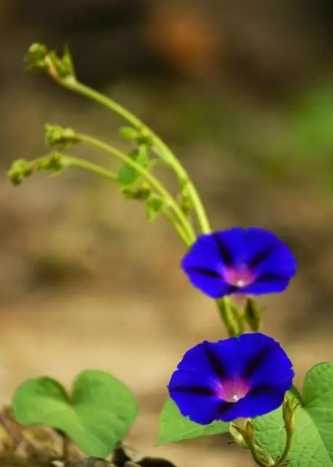 牽牛花種子品種