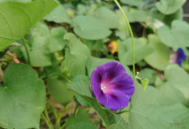 牽牛花照顧技巧