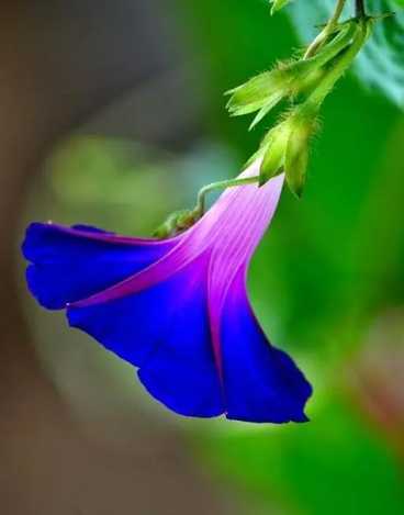 牽牛花栽培技巧