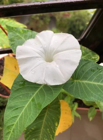 牽牛花繁殖方法