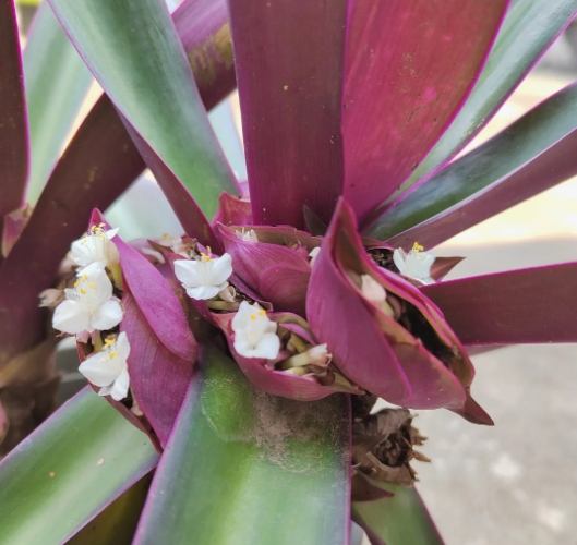 紫背萬年青养护