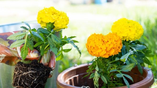 萬壽菊種植 萬壽菊種植
