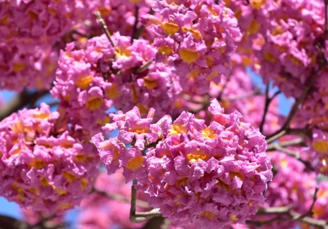 台灣風鈴木景點 台灣風鈴木景點