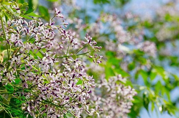 台灣苦楝花 台灣苦楝花