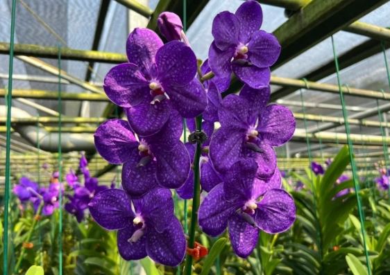 萬代蘭栽培方法 萬代蘭栽培方法