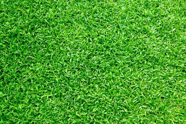 地毯草優缺點 地毯草優缺點