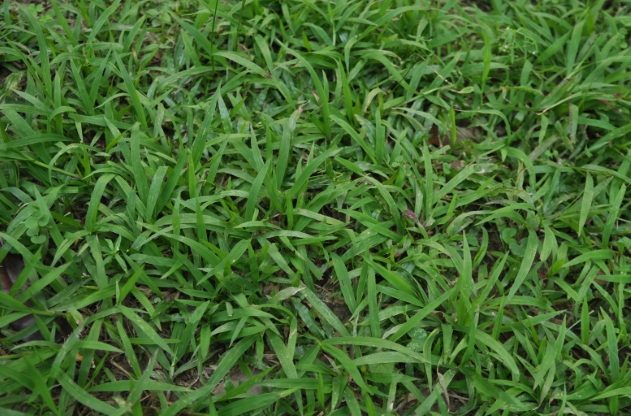 地毯草種植 地毯草種植