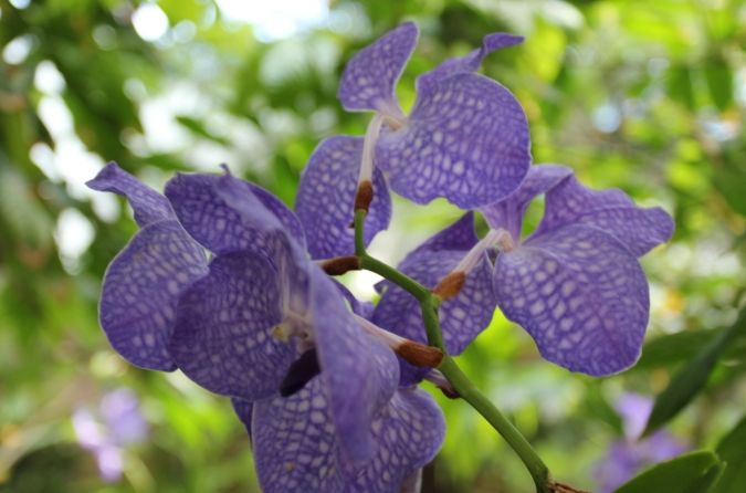 萬代蘭栽培方法 萬代蘭栽培方法