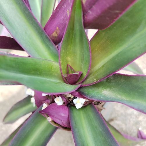 紫背萬年青种植