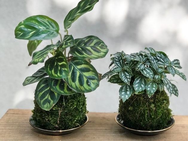 孔雀竹芋常見問題 孔雀竹芋常見問題