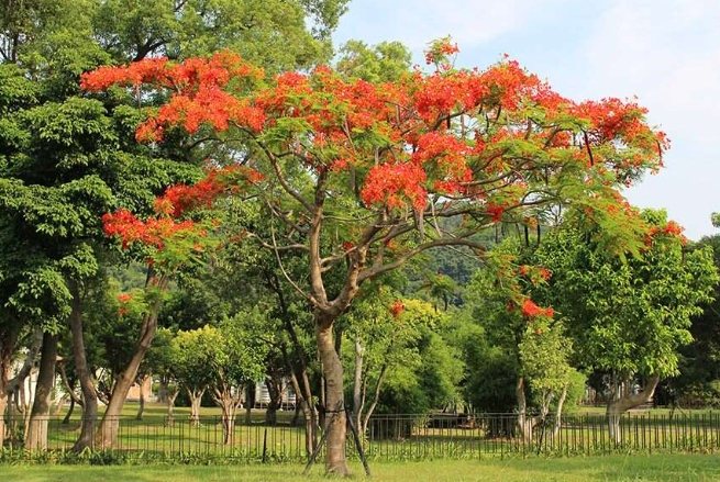 鳳凰木景點