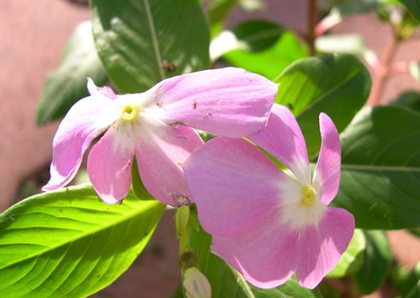 日日春種植 日日春種植