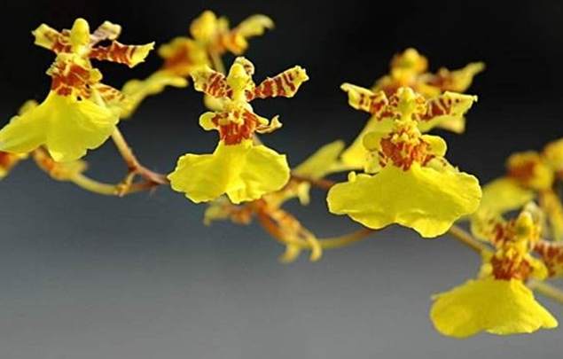 文心蘭養護 文心蘭養護