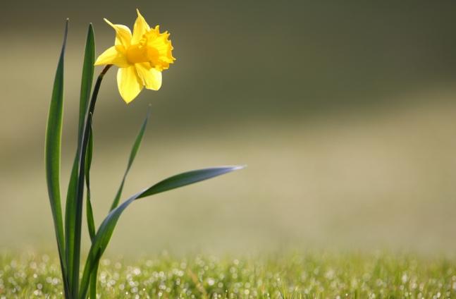 水仙花象徵 水仙花象徵