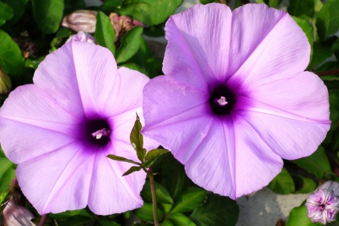 牽牛花品種 牽牛花品種