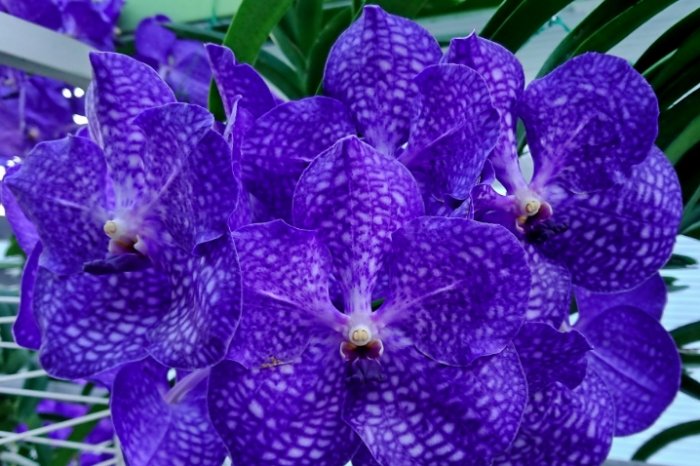 萬代蘭品種 萬代蘭品種