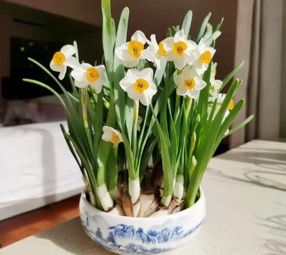 水仙花含義 水仙花含義