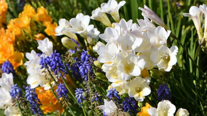 小蒼蘭種植 小蒼蘭種植