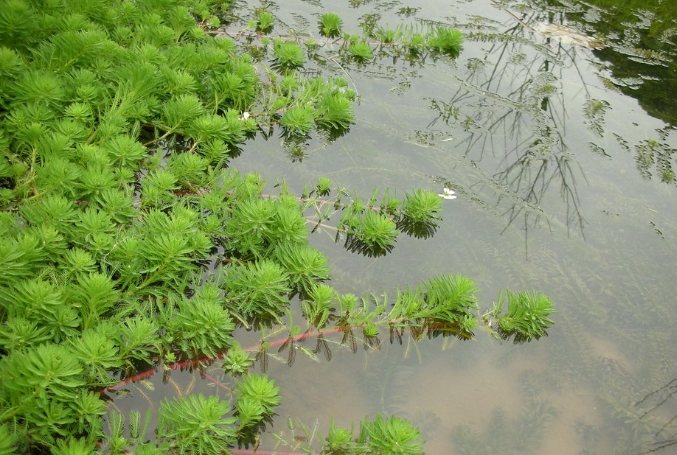 水蘊草用途 水蘊草用途