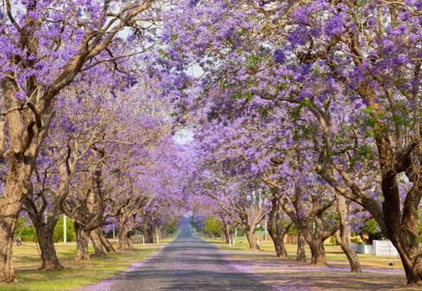藍花楹賞花景點 藍花楹賞花景點