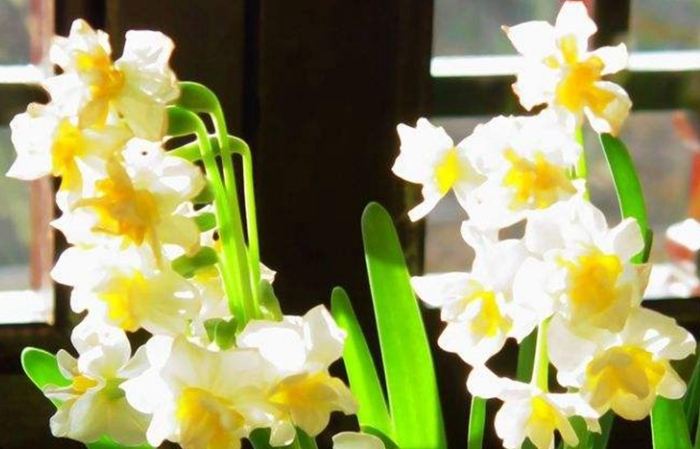 水仙花象徵 水仙花象徵