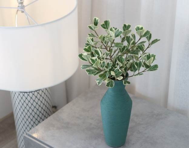 斑葉三角榕照顧 斑葉三角榕照顧