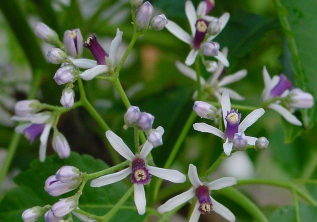 台灣苦楝花 台灣苦楝花