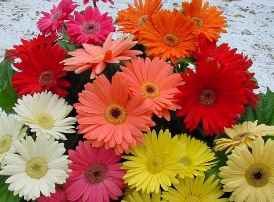 非洲菊種植 非洲菊種植