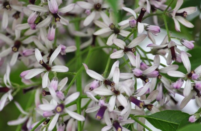 台灣苦楝花 台灣苦楝花