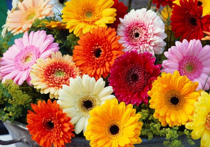 非洲菊種植 非洲菊種植