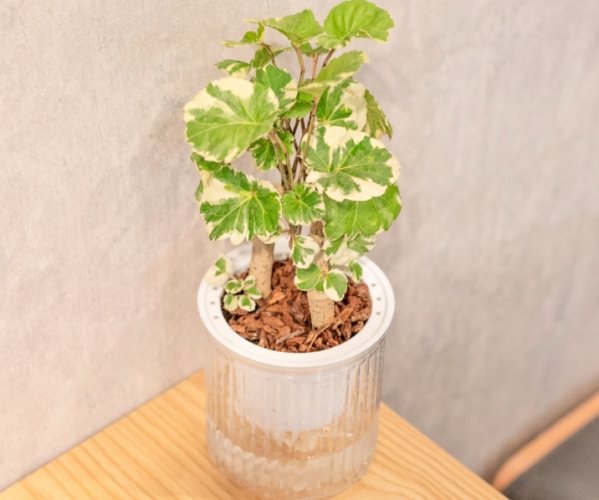 風水植物擺放 風水植物擺放