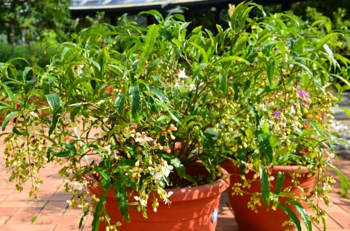 垂茉莉種植 垂茉莉種植