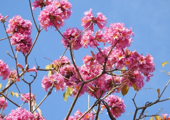 風鈴木種植 風鈴木種植
