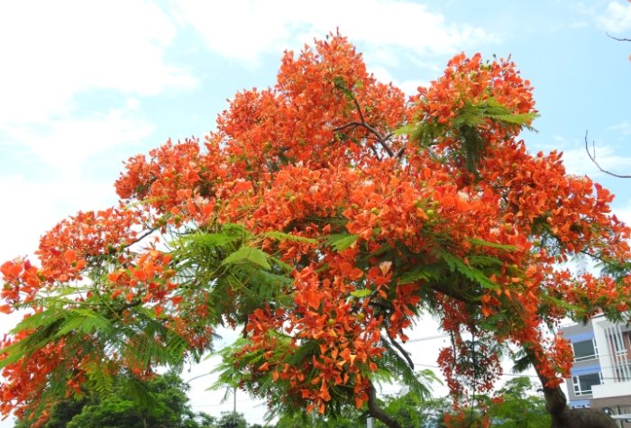鳳凰木花期