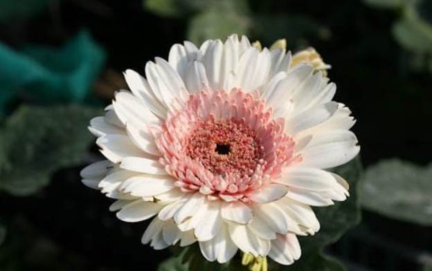 非洲菊品種 非洲菊品種