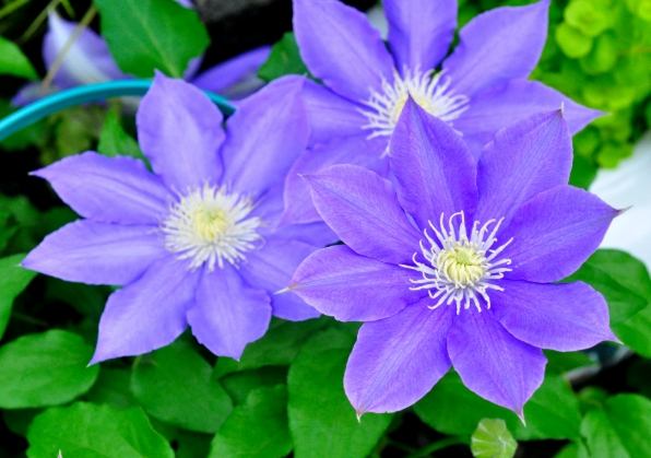 鐵線蓮栽培 鐵線蓮栽培