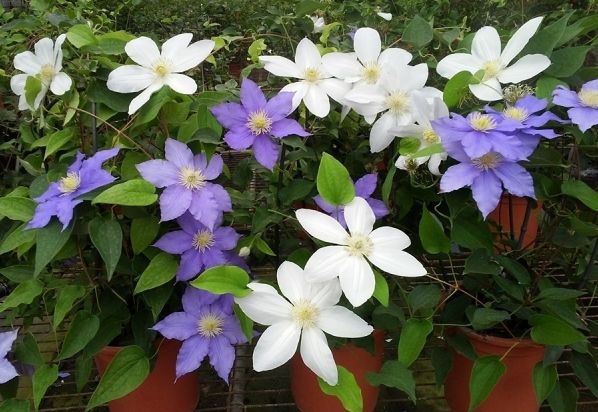 花語象徵 花語象徵