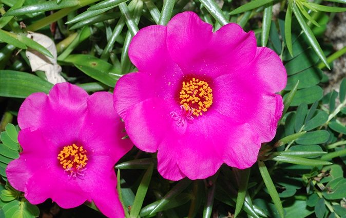 大花馬齒莧用途 大花馬齒莧用途