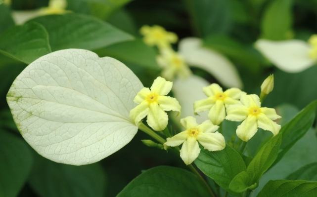 玉葉金花養護 玉葉金花養護