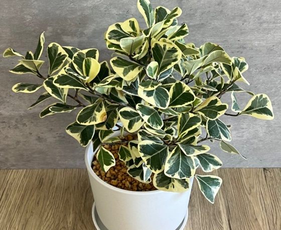 斑葉三角榕病害 斑葉三角榕病害