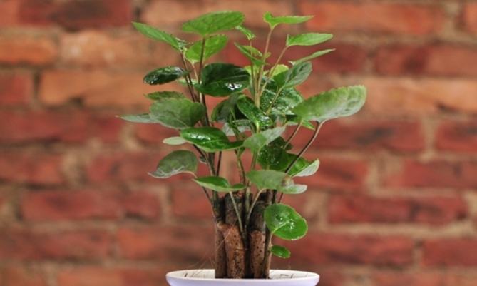 福祿桐養護 福祿桐養護