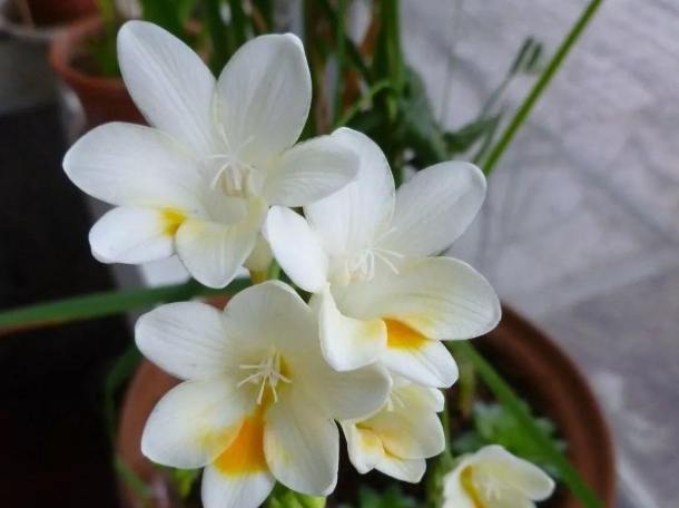 小蒼蘭養護 小蒼蘭養護