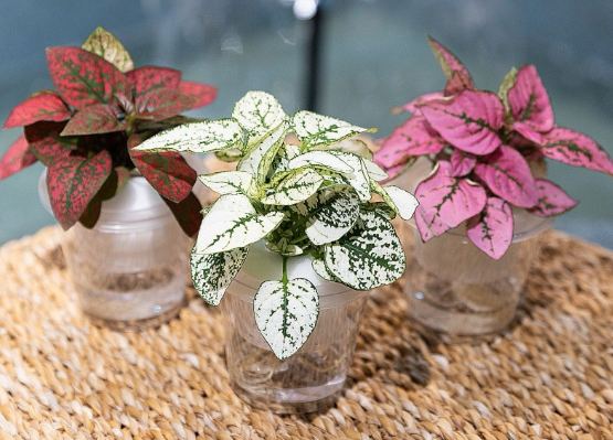 嫣紅蔓養護 嫣紅蔓養護