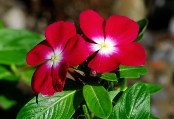 日日春種植 日日春種植