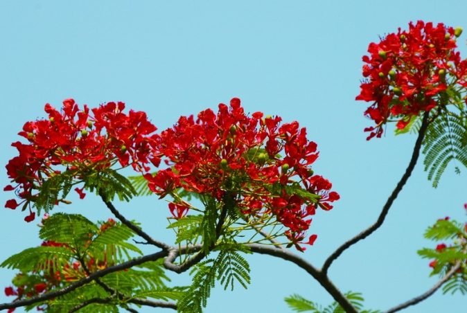 鳳凰木種植