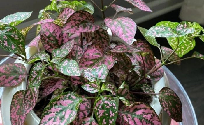 嫣紅蔓養護 嫣紅蔓養護