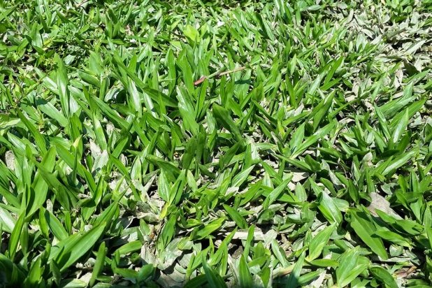 地毯草維護 地毯草維護