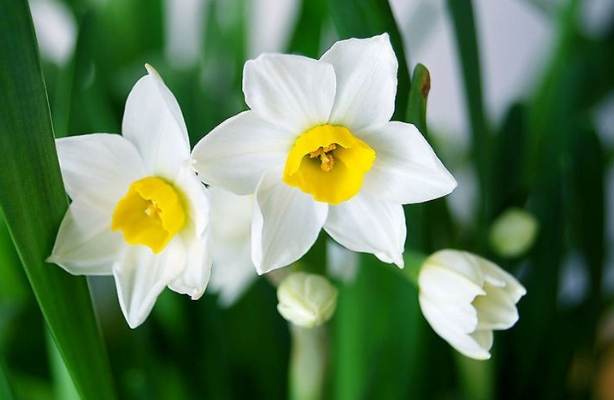 水仙花象徵 水仙花象徵